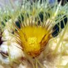 Echinocactus grussonii_13